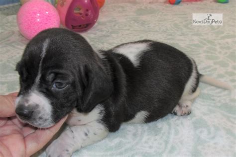 beagle puppies for sale dfw|beagle adoptions fort worth texas.